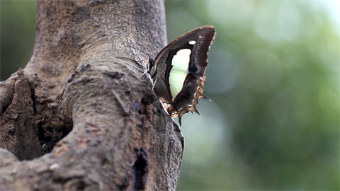 窄斑�P尾�蝶和小豹律�蝶