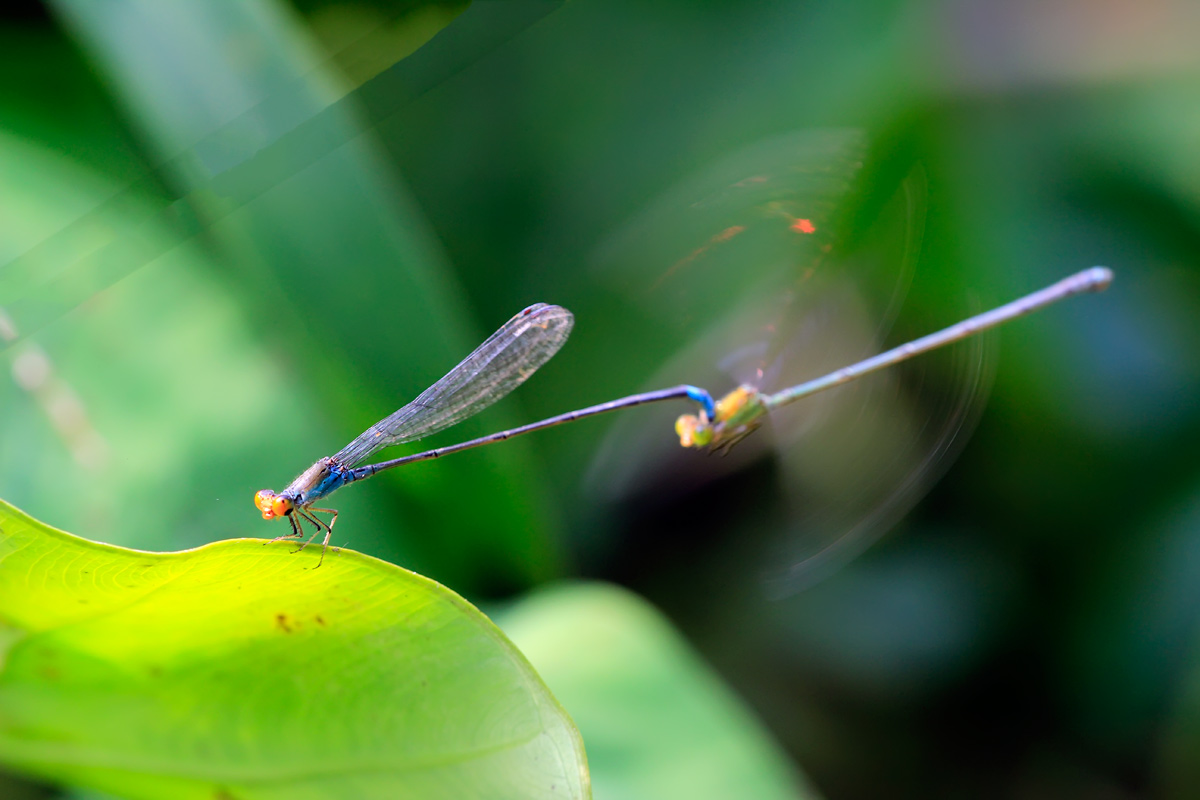 Pseudagrion rubriceps rubriceps Selys, 1876 픰Z