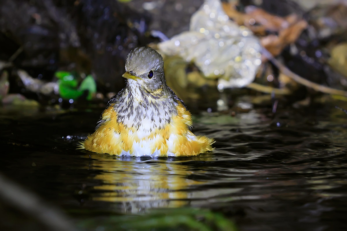 ұ Grey-backed Thrush 