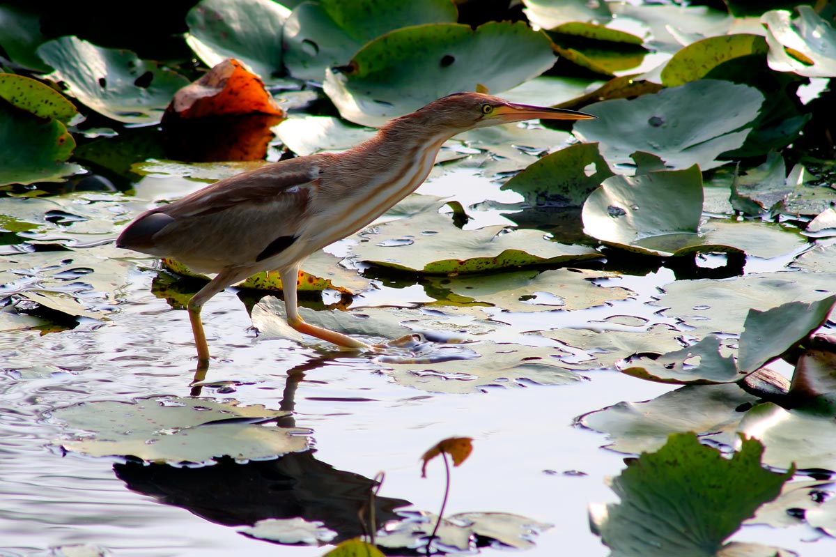 SȔZ Yellow Bittern