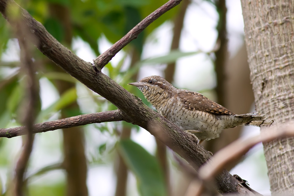  Wryneck