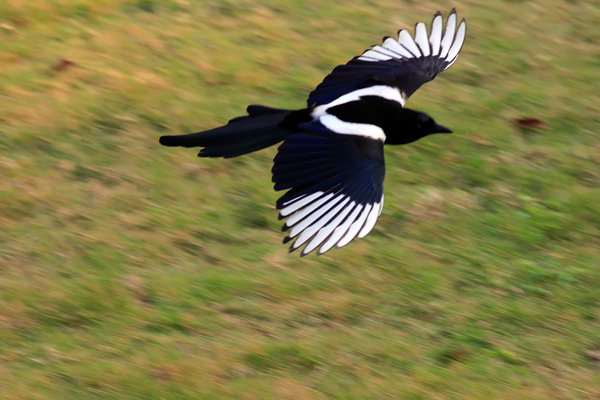 ϲȵ Common Magpie 