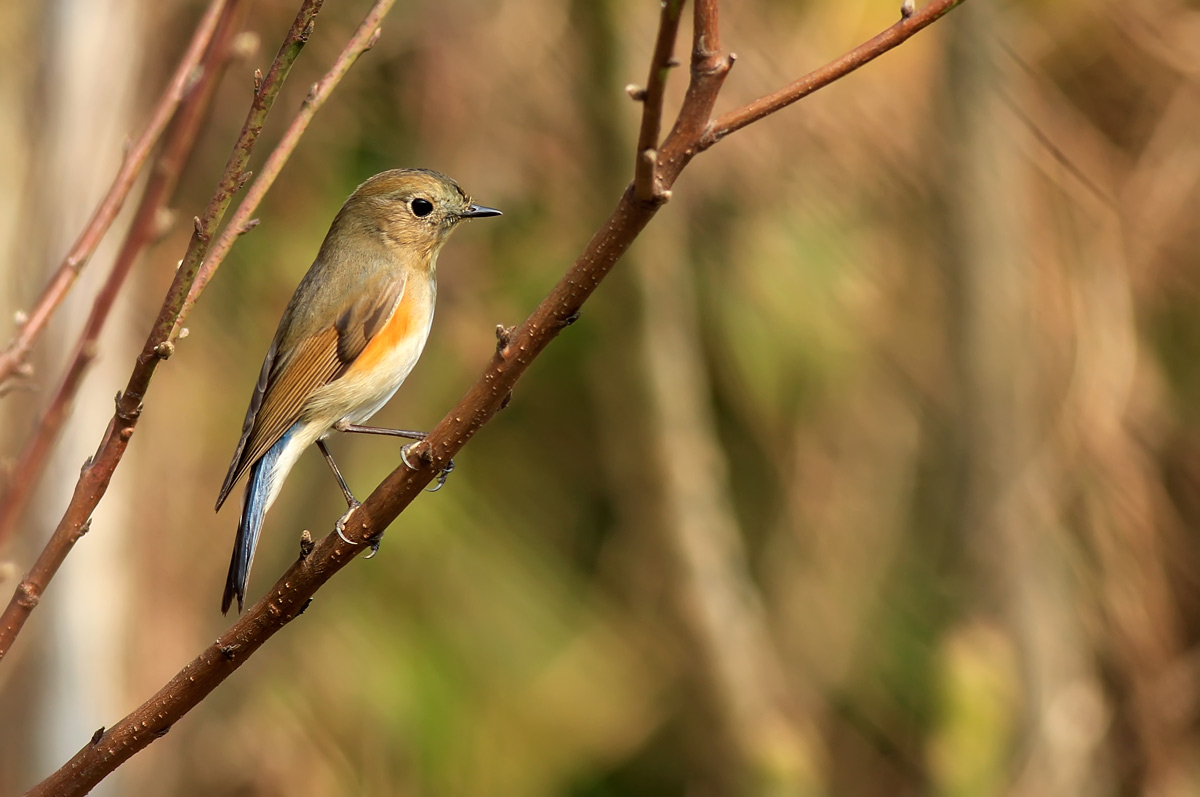 t|{βz Red-Flanked Bluetail,