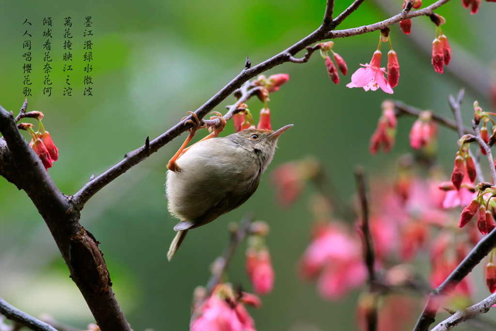 βҶݺ Common Tailorbird