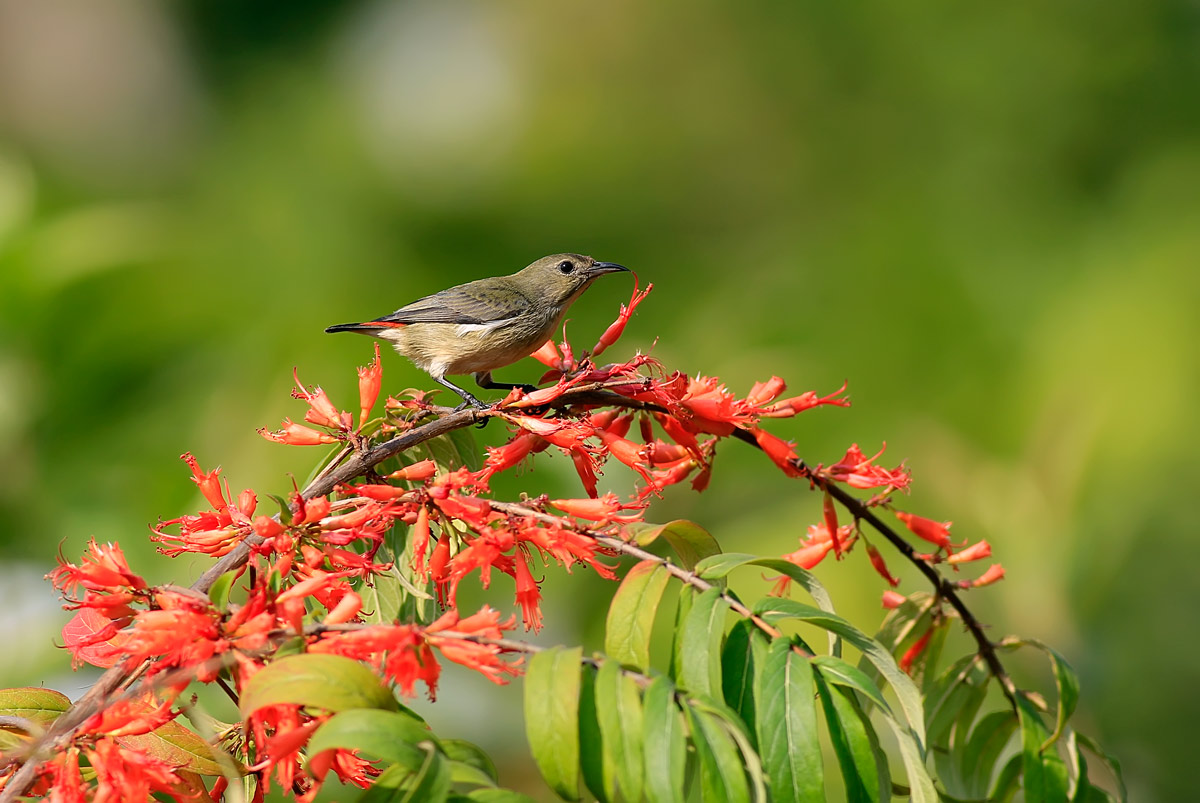 챳Ļ  Scarlet-backed Flowerpecker