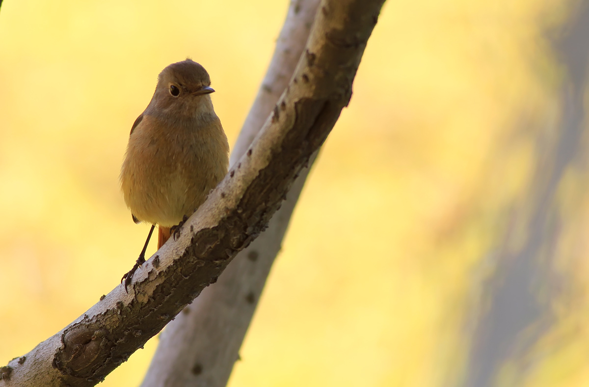 β Daurian Redstart 