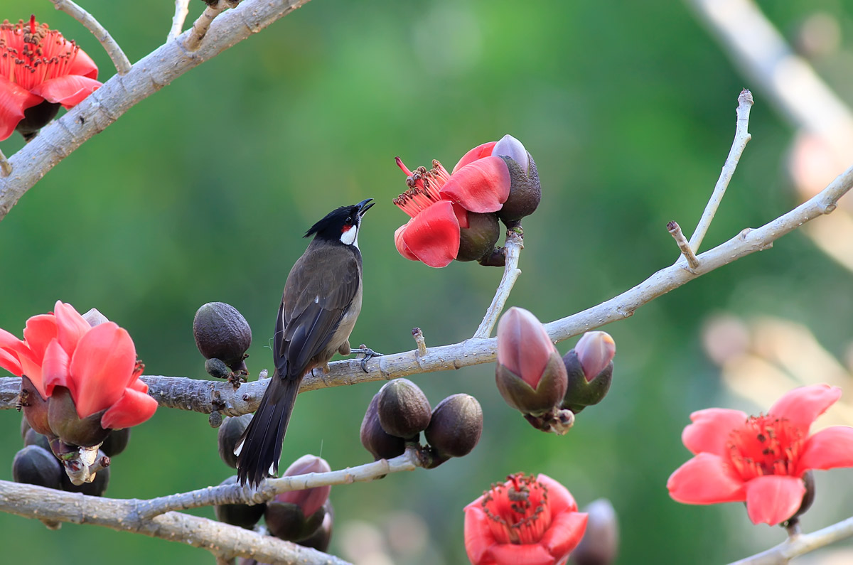 t Red whiskered bulbul