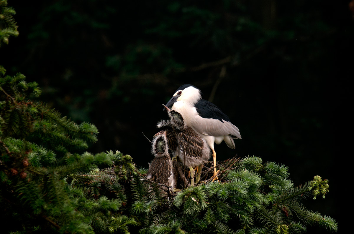 ҹ Black-crowned night heron 2009 ɽ