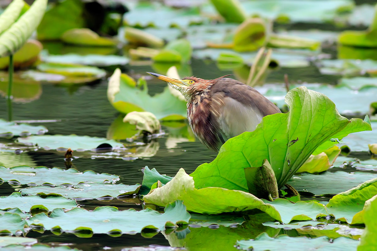  Chinese Pond-Heron