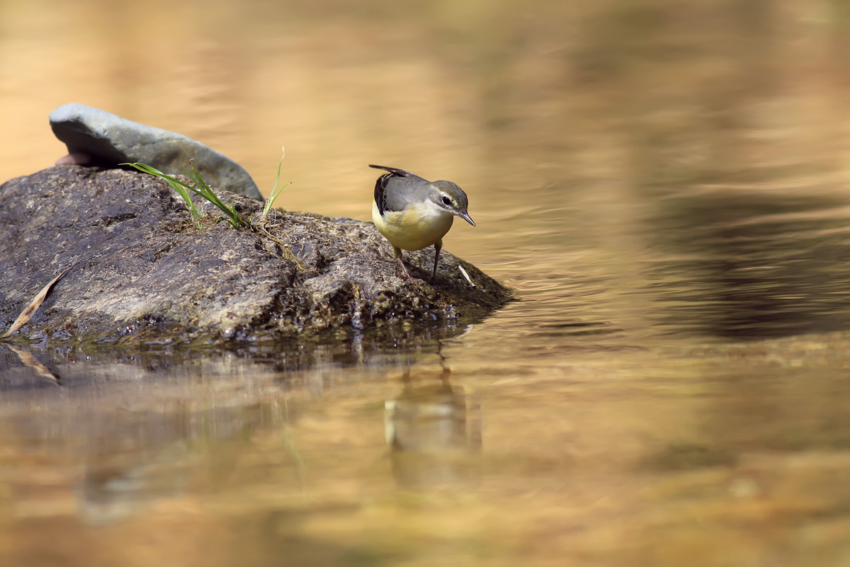 Wo Grey Wagtail