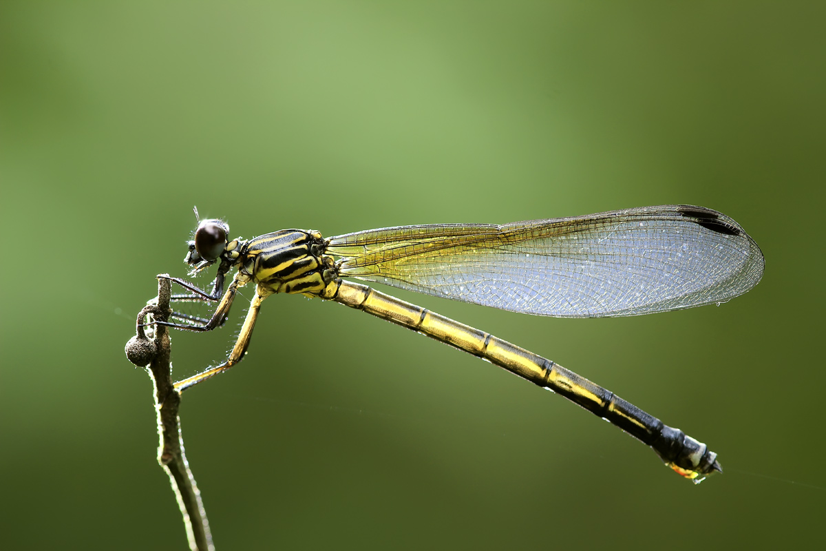 Euphaea decorata Selys, 1853 Z